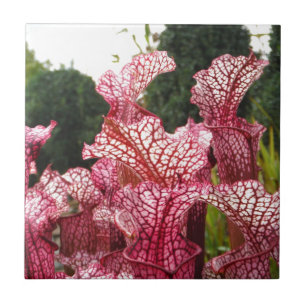 Planta de Pitcher Rosa