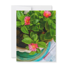 Planta De Rosa Dom De Jardim Em Placa Plana De Pot