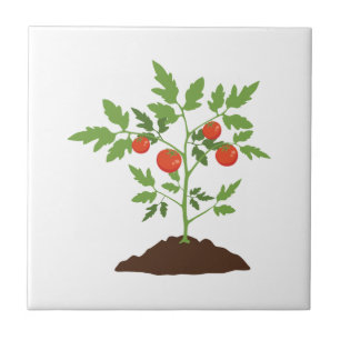 Planta de tomate