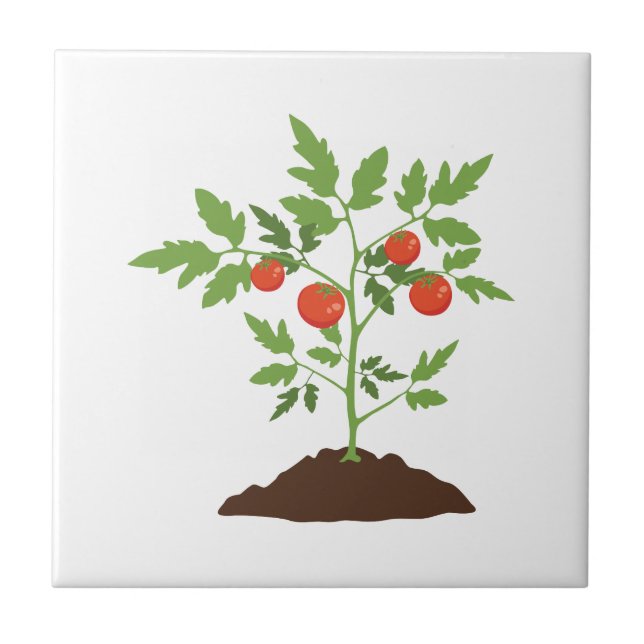 Planta de tomate (Frente)