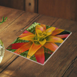 Planta Floral de Guzmania Bromeliad