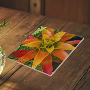 Planta Floral de Guzmania Bromeliad