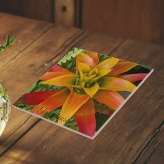 Planta Floral de Guzmania Bromeliad