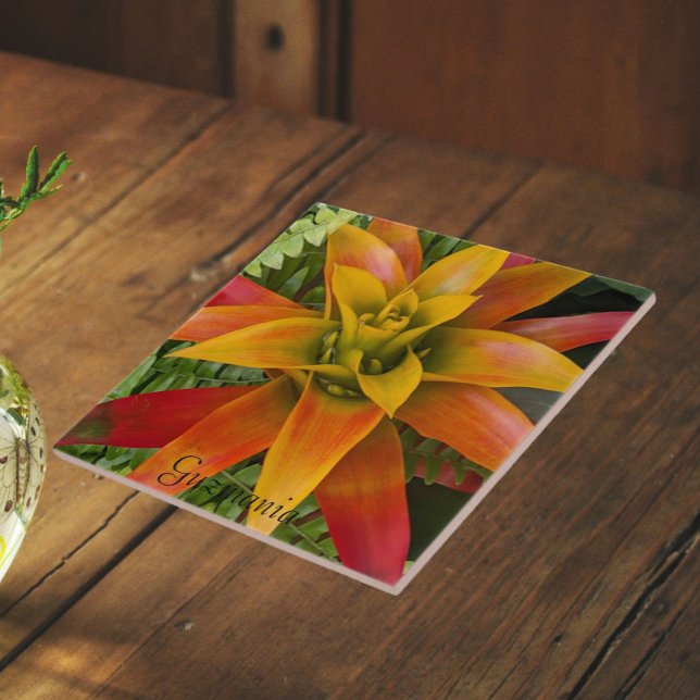 Planta Floral de Guzmania Bromeliad (In Situ)