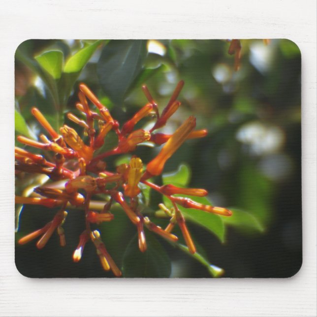 Planta Laranja Única em um Mousepad (Frente)