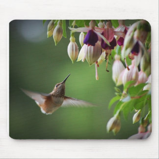 Planta Mousepad do colibri e da flor de Fushia