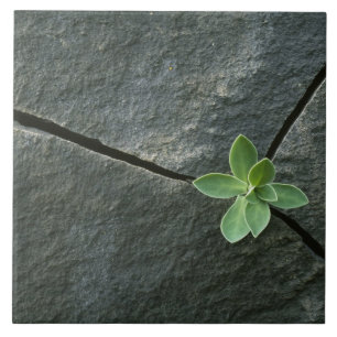 Planta que cresce em Boulder rachado