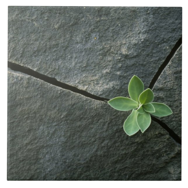 Planta que cresce em Boulder rachado (Frente)