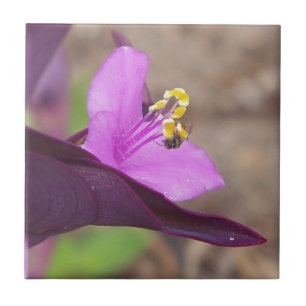 planta roxa chamada aranha-papa e uma abelha minús