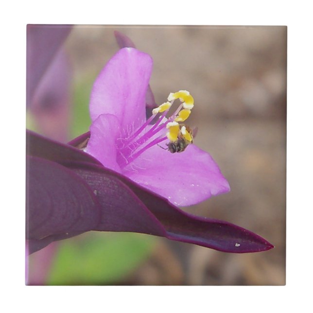 planta roxa chamada aranha-papa e uma abelha minús (Frente)