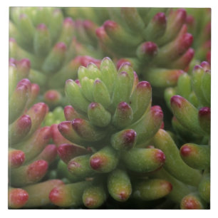 planta Sedum, Museu do Deserto de Arizona-Sonora,