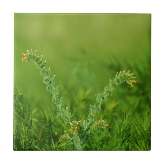 Planta Selvagem Verde (Frente)