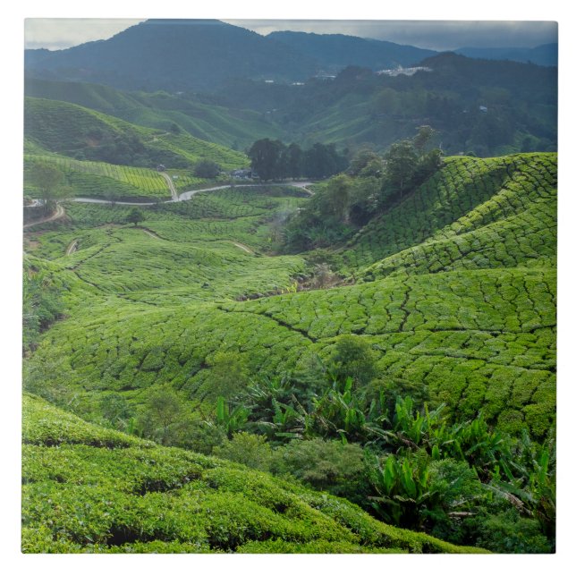 Plantação de Chá de Cameron Highlands (Frente)