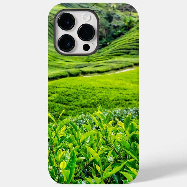 Plantação de Chá de Cameron Highlands (Verso)