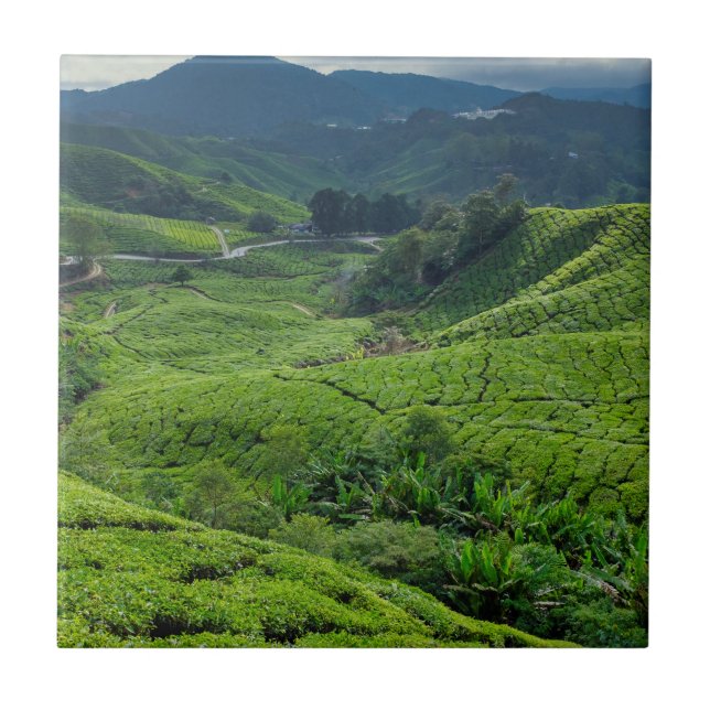 Plantação de Chá de Cameron Highlands (Frente)