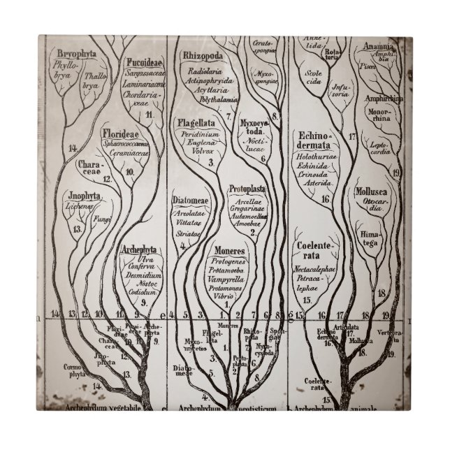 Plantae Protista Animalia (Frente)