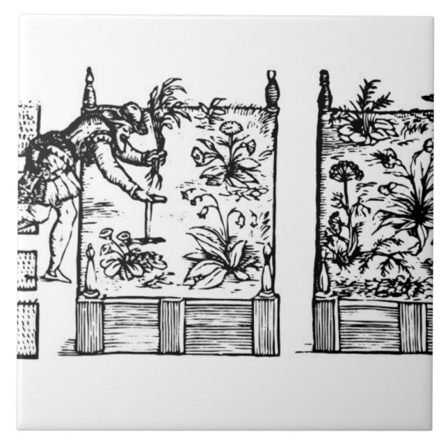 Plantando em camas aumentadas, 'do Laby do (Frente)