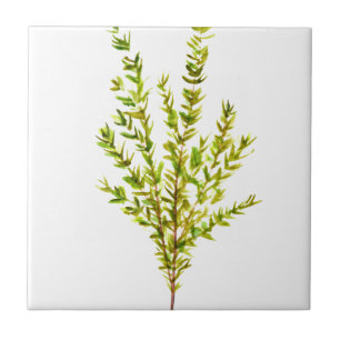 Plantas aromáticas por tomilho