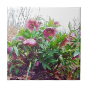 Plantas constantes do Hellebore no jardim