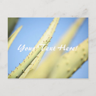Plantas de Aloe Verde Pálido Cartão Postal Céu Azu
