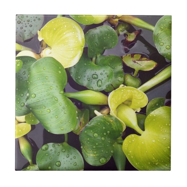 Plantas de amêndoas na mercearia (Frente)