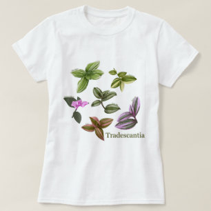 Plantas de camiseta Tradescantia