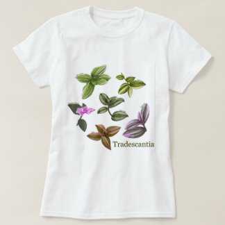 Plantas de camiseta Tradescantia