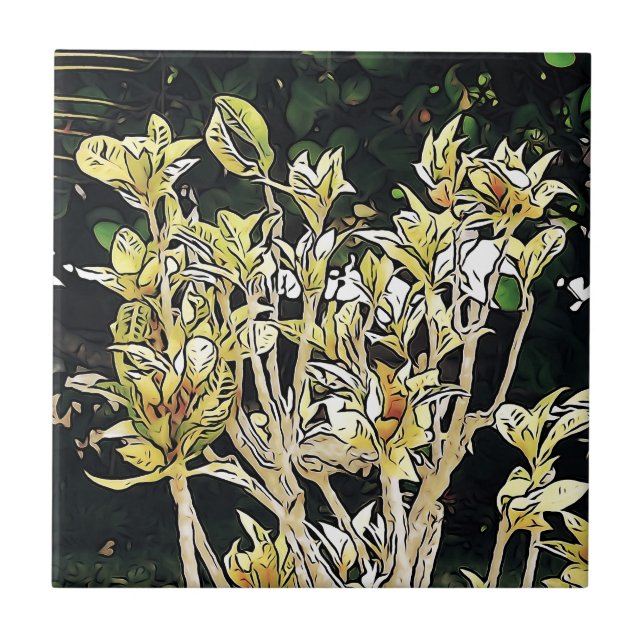 Plantas de Cuba (Frente)