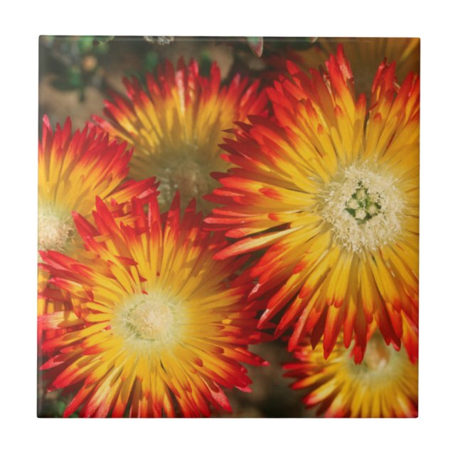 Plantas de Gelo (Lampranthus Aureus) em Flor (Frente)