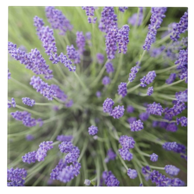 Plantas de lavanda (Frente)