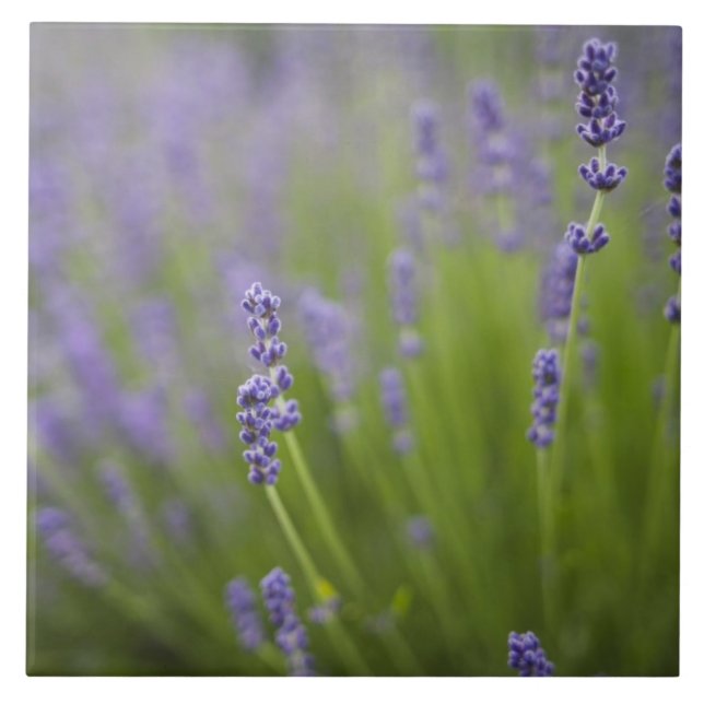 Plantas de lavanda 2 (Frente)