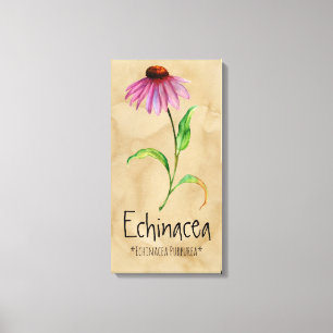 Plantas mágicas Echinacea 13,22'' x 25,52'' Canvas