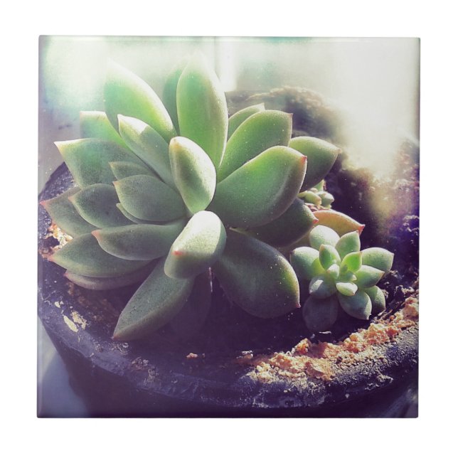 Plantas Pintinhos (Frente)