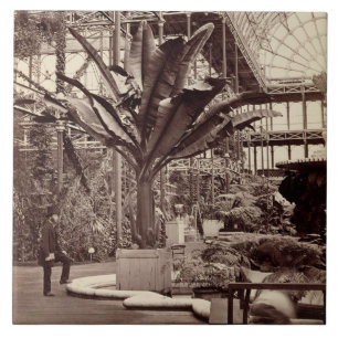 Plantas tropicais na sala egípcia, Pala de crista