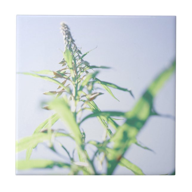 Plantas Verdes do Céu Azul Deixam Flores Roxas (Frente)