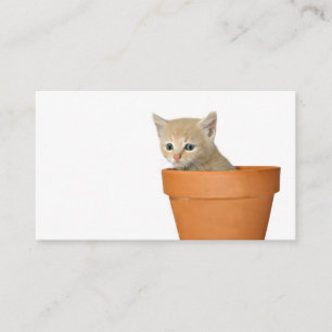 Plante algum cartão de visita do amor