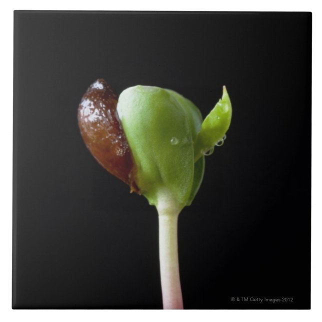 Plântulas de Apple com escudo da semente (Frente)