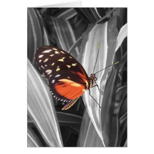 Pleasantville Butterfly - Cartão art de 5" x 7"
