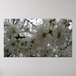 Plum Flower Poster