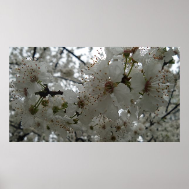 Plum Flower Poster (Frente)
