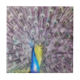 Plumagem de Acasquilho de Pavão de Penas Finas