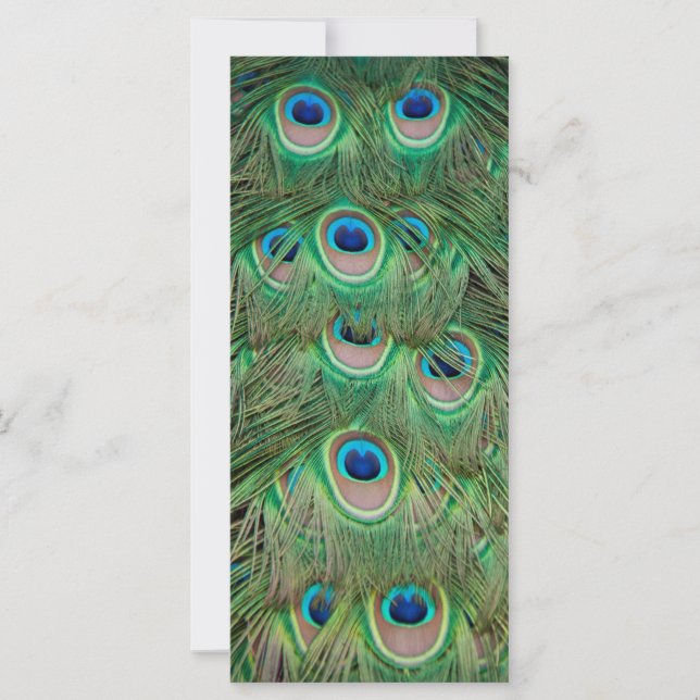 Plumagem de peacock (Frente)