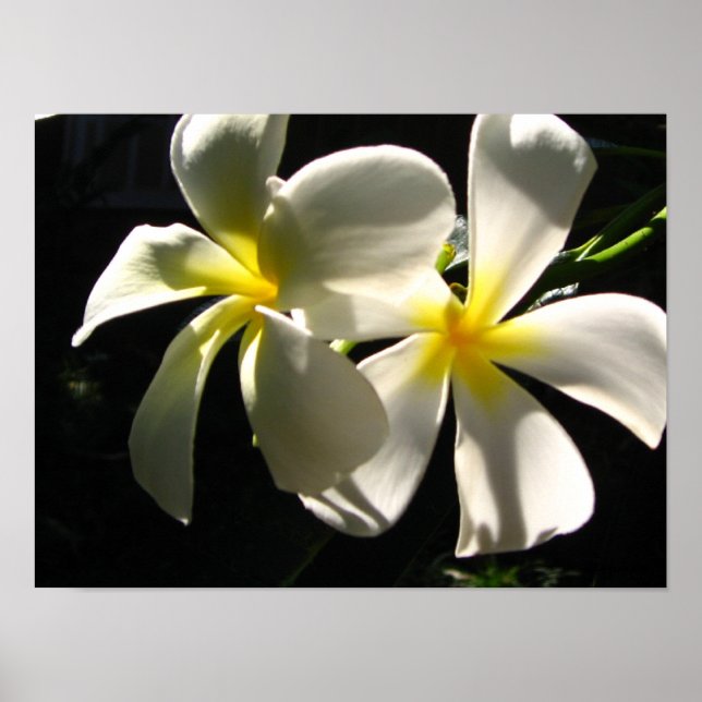 Plumaria Hawaiian Tropical Flowers Poster Impressã (Frente)