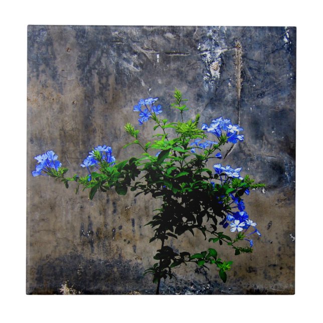 Plumbago azul (Frente)