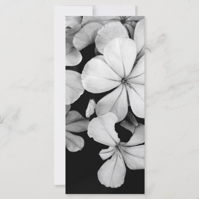 Plumbago de Cabo (Frente)