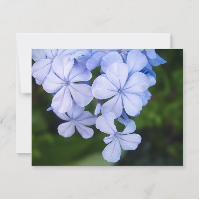 Plumbago de Cabo (Frente)