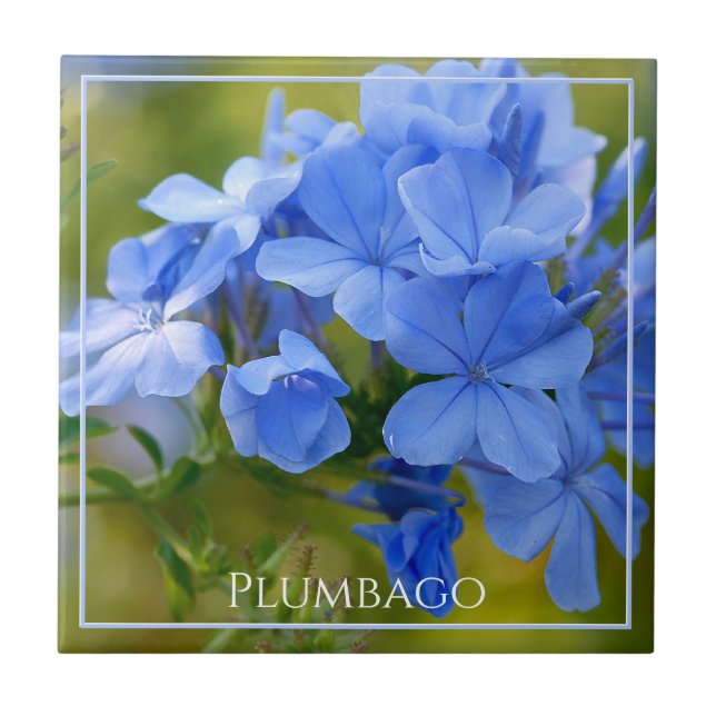 Plumbago - Fotografia da natureza das flores azuis (Frente)