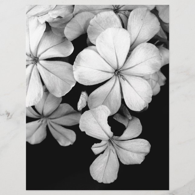 Plumbago preto e branco (Frente)