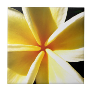 plumeria
