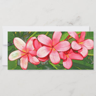 Plumeria